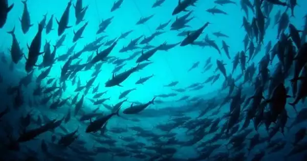 Fish Shoals are being Disrupted as the Oceans Acidify and Warm