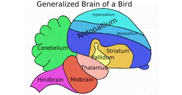 How do the Synapses in the Brains of Birds Interact?