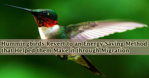Hummingbirds Revert to an Energy-Saving Method that Helped them Make it through Migration