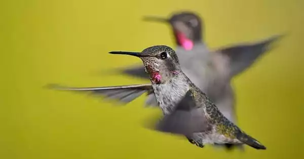 Hummingbirds have Excellent Control over their Body Temperatures