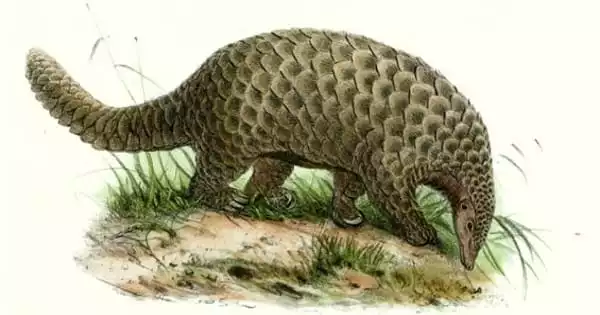 In Europe, Researchers Find a New Species of Pangolin Fossil
