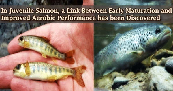 In Juvenile Salmon, a Link Between Early Maturation and Improved Aerobic Performance has been Discovered