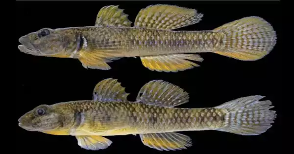 In Palawan, Two New Species of Freshwater Goby Fish have been discovered