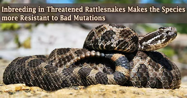 Inbreeding in Threatened Rattlesnakes Makes the Species more Resistant to Bad Mutations