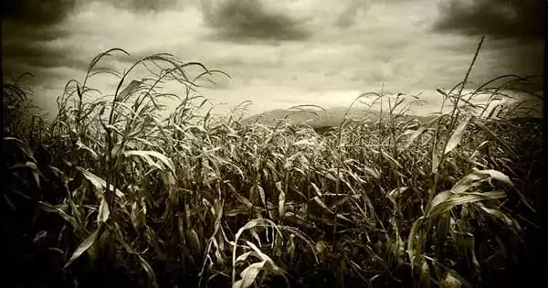 Maize Crops are Harmed by Ozone Pollution