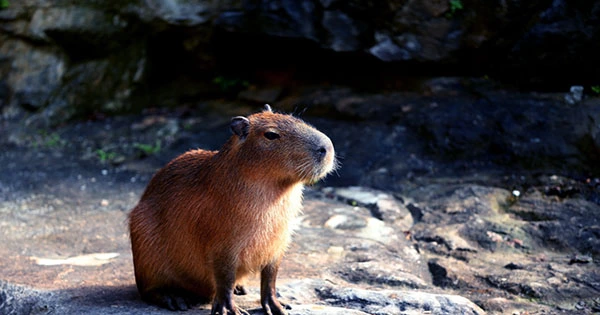 MasterChef Ecuador Investigated For Serving Protected Capybara – Everybody’s Favourite Giant Rodent