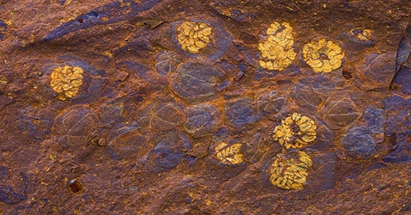 New Fossil Site in Arid Heart of Australia Reveals Breathtakingly Detailed Discoveries