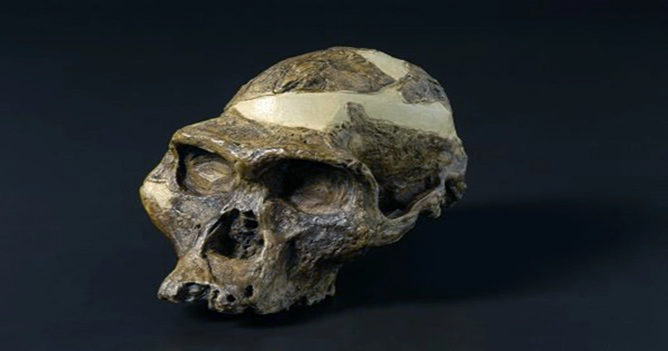 Oldest Large-Capacity Brain Case May Be First Known Denisovan Skull Ever Found