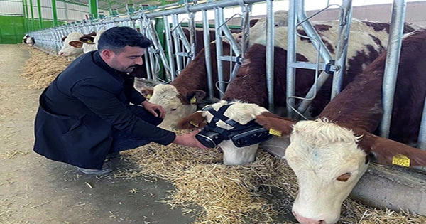 People Are Making Cows Wear VR Headsets Again