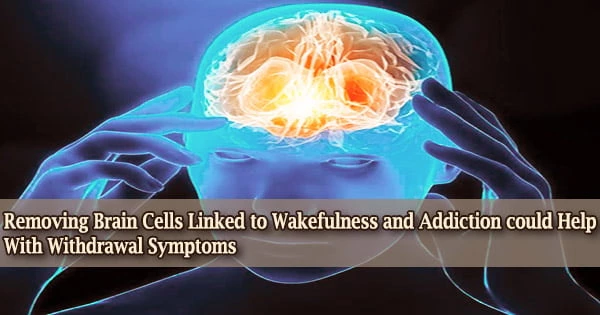 Removing Brain Cells Linked to Wakefulness and Addiction could Help With Withdrawal Symptoms