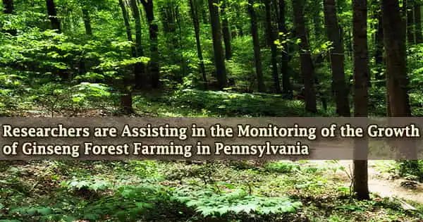 Researchers are Assisting in the Monitoring of the Growth of Ginseng Forest Farming in Pennsylvania