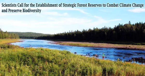 Scientists Call for the Establishment of Strategic Forest Reserves to Combat Climate Change and Preserve Biodiversity
