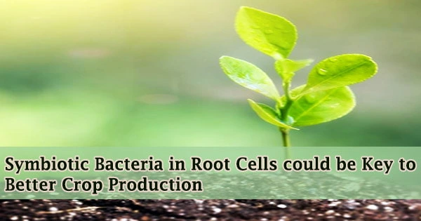 Symbiotic Bacteria in Root Cells could be Key to Better Crop Production