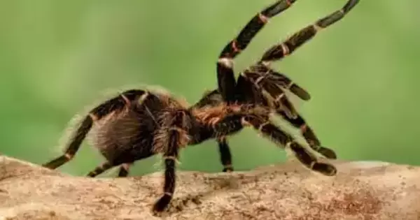 Tarantula-killing Worms has been discovered