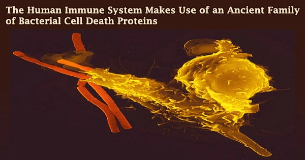 The Human Immune System Makes Use of an Ancient Family of Bacterial Cell Death Proteins