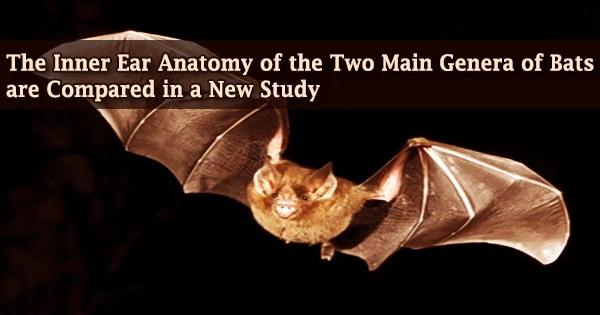 The Inner Ear Anatomy of the Two Main Genera of Bats are Compared in a New Study