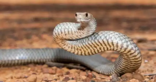 The Origins of Australia’s Iconic Snakes have been revealed