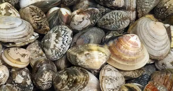 The Spread of a Contagious Cancer Among Clams