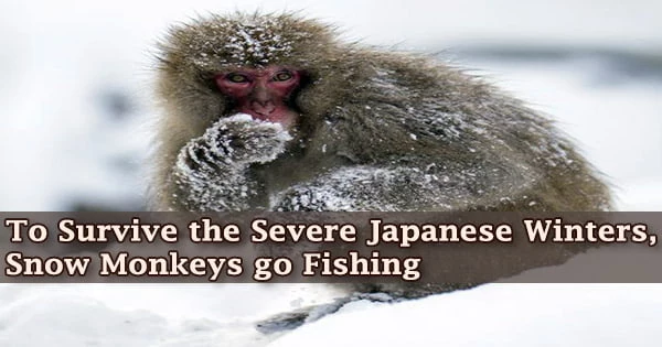 To Survive the Severe Japanese Winters, Snow Monkeys go Fishing