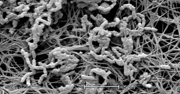 Uncovering the Mysteries of Biofilms