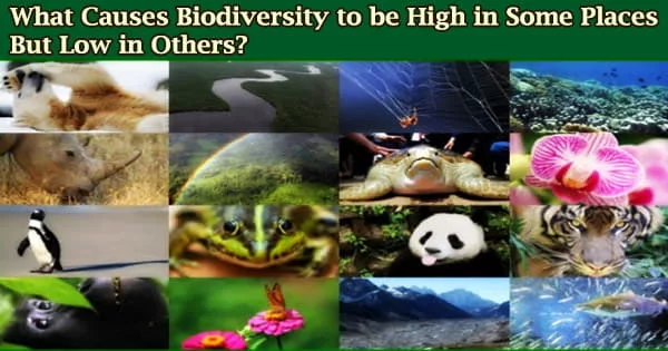 What Causes Biodiversity to be High in Some Places But Low in Others?