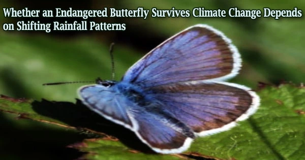 Whether an Endangered Butterfly Survives Climate Change Depends on Shifting Rainfall Patterns