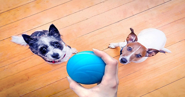 Wicked Ball Keeps Your Four-Legged Family Members Happy and Healthy for Under $50
