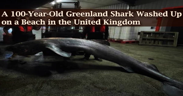 A 100-Year-Old Greenland Shark Washed Up on a Beach in the United Kingdom