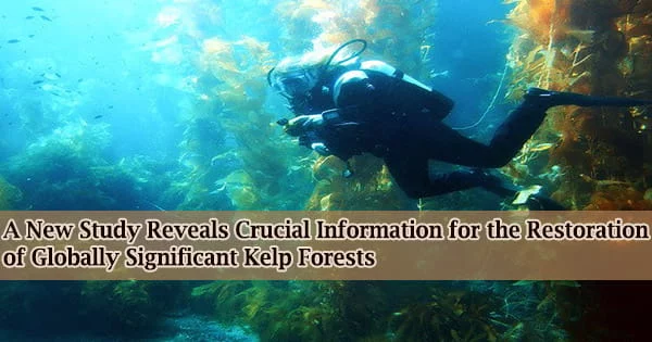 A New Study Reveals Crucial Information for the Restoration of Globally Significant Kelp Forests