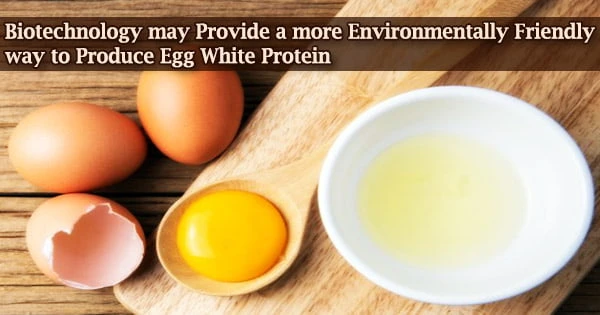 Biotechnology may Provide a more Environmentally Friendly way to Produce Egg White Protein