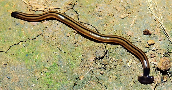 New Species of Alien Hammerhead Worm Gets COVID-Inspired Name