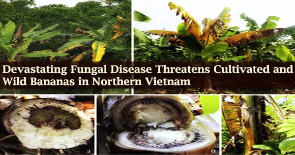 Devastating Fungal Disease Threatens Cultivated and Wild Bananas in Northern Vietnam