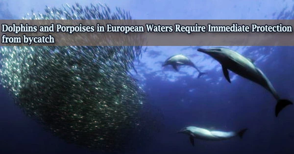 Dolphins and Porpoises in European Waters Require Immediate Protection from bycatch
