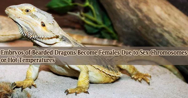 Embryos of Bearded Dragons Become Females Due to Sex Chromosomes or Hot Temperatures