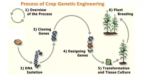 Enhanced Crops without Genetic Manipulation with Nanocarrier Spray