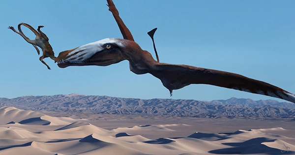 Fanged Jaws of Largest Ever Jurassic Pterosaur Discovered In Scotland