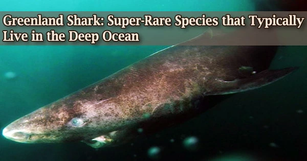 Greenland Shark: Super-Rare Species that Typically Live in the Deep Ocean