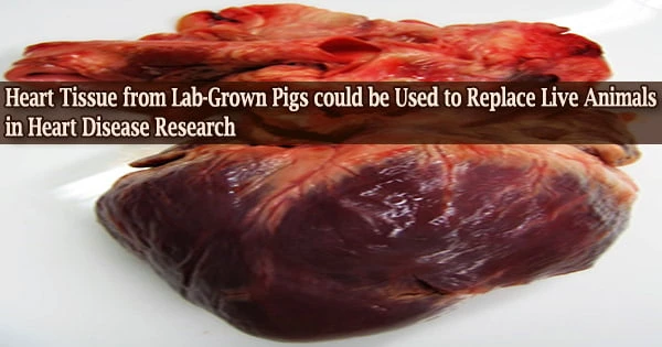 Heart Tissue from Lab-Grown Pigs could be Used to Replace Live Animals in Heart Disease Research
