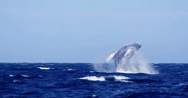 Iceland Set To End Whaling By 2024 Due To Lack of Demand