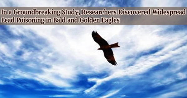 In a Groundbreaking Study, Researchers Discovered Widespread Lead Poisoning in Bald and Golden Eagles