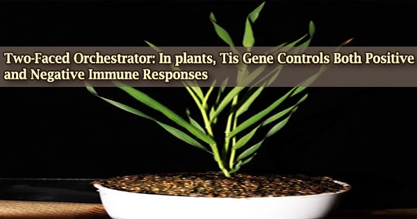 Two-Faced Orchestrator: In plants, Tis Gene Controls Both Positive and Negative Immune Responses