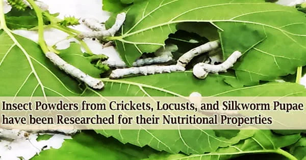 Insect Powders from Crickets, Locusts, and Silkworm Pupae have been Researched for their Nutritional Properties