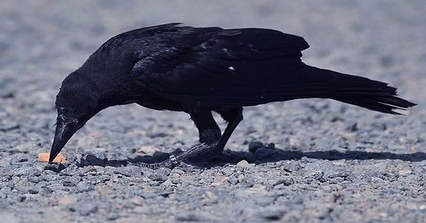 Litter-Picking Crows To Help Rid Sweden’s Streets of Cigarette Butts