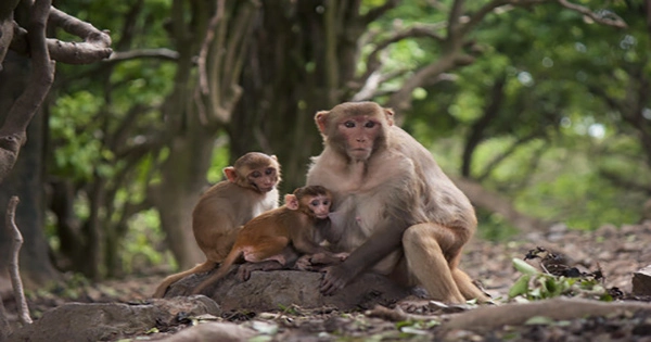 Monkey Math Shows Rhesus Macaques Can Grasp the Concept of Medians