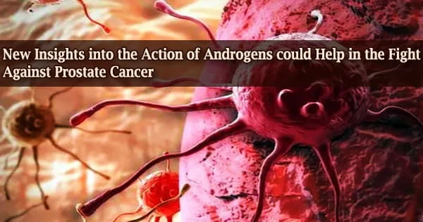 New Insights into the Action of Androgens could Help in the Fight Against Prostate Cancer
