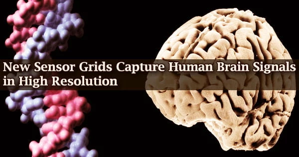 New Sensor Grids Capture Human Brain Signals in High Resolution