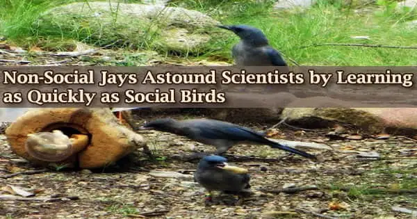 Non-Social Jays Astound Scientists by Learning as Quickly as Social Birds