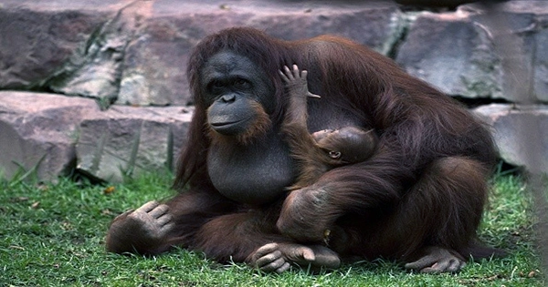 Orangutans Prove They’ll Instinctively Use Sharp Stones to Cut in Scientific First