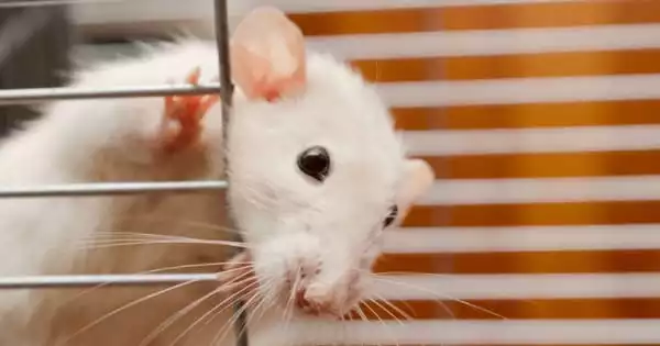 Rats can Assess the Correctness of their Timing