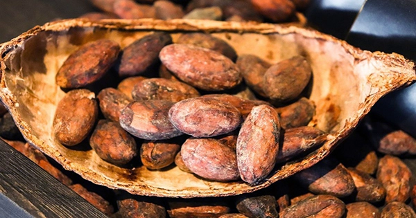 Sacred Ancient Maya Cacao Groves Rediscovered After Centuries of Searching